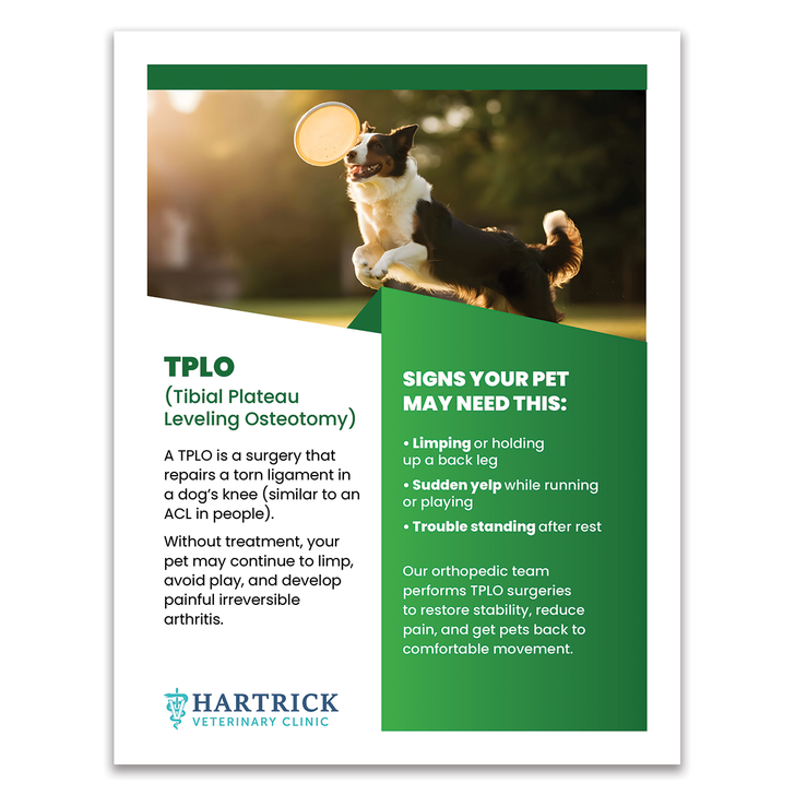 Services Layout 3 - 8.5 X 11 Poster