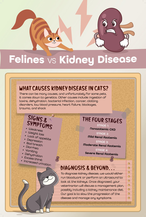 Feline vs. Kidney - 24 x 36 Poster