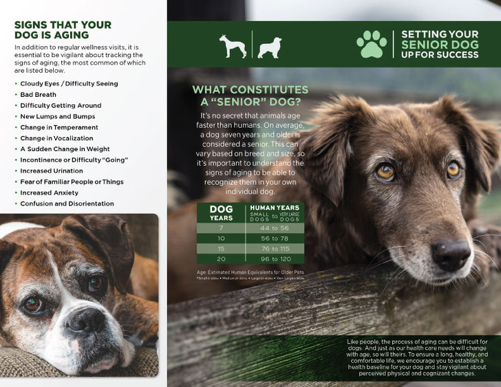 Senior Dog Trifold Brochure - 100 lb. Gloss Book