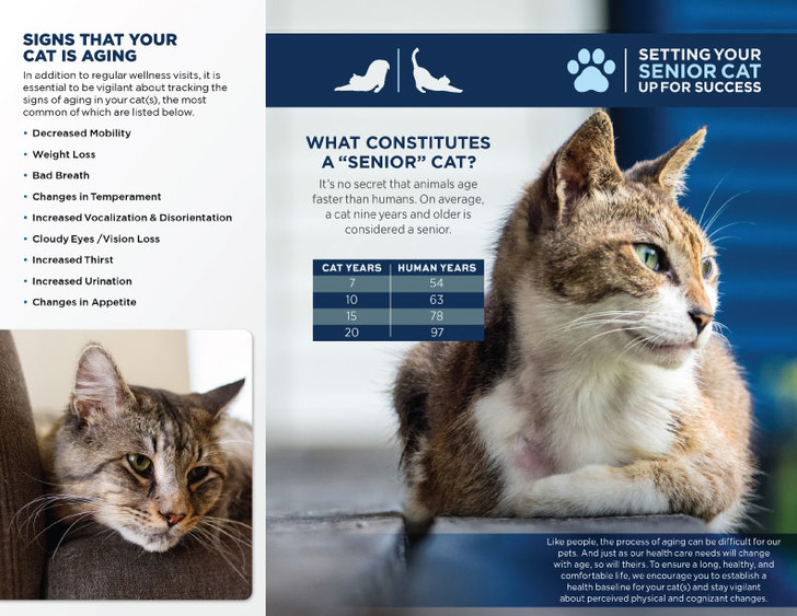 Senior Cat Trifold Brochure - 100 lb. Gloss Book