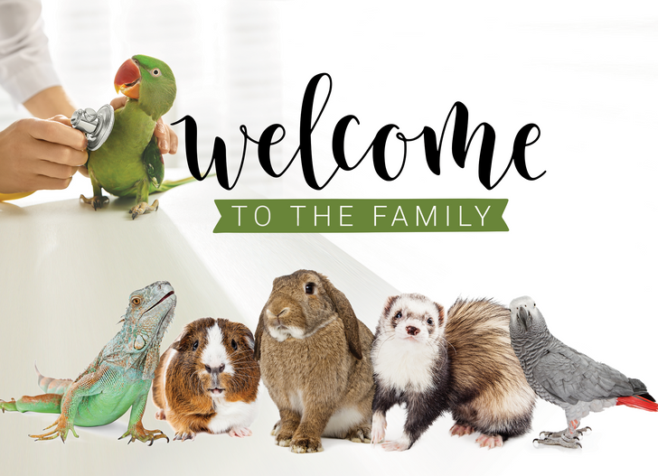 5 x 7 Welcome Card – Exotic Animals with Blank Envelopes