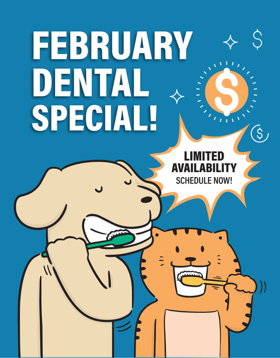 8.5" x 11" Flyer - February Dental Special