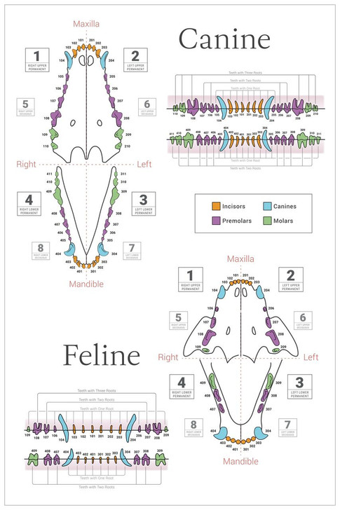 Dental Chart Vertical - 24x36