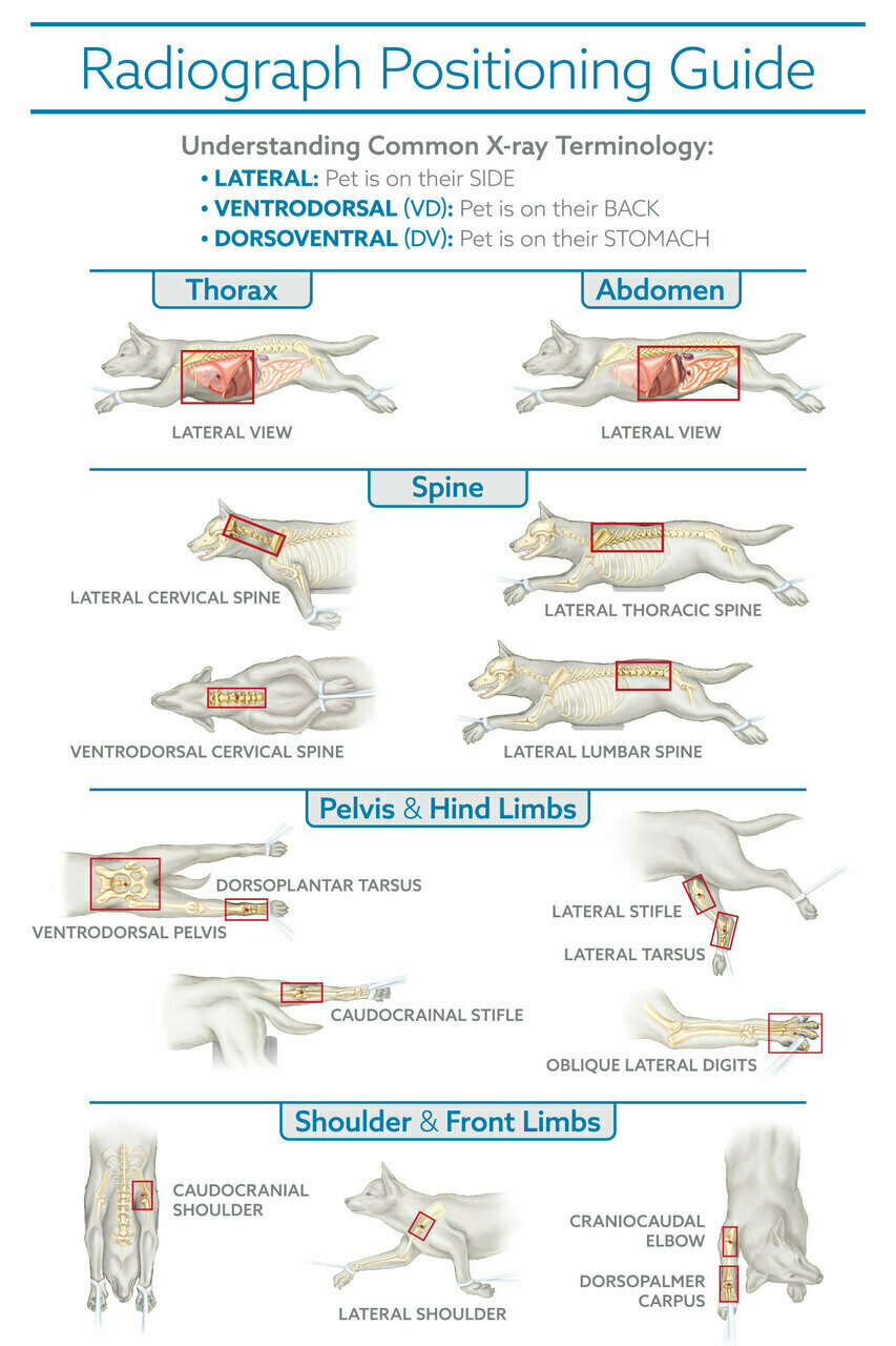 Radiography Guide- 8.5x11 Poster