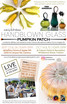 Handblown Glass Pumpkin Patch @ Delfino Farms