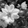 Jardin 1297 Photo by Amie Mack