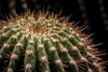 Chiaroscuro Cacti  6339 by Anthony deSantos | Botanical Photograph