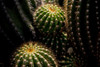 Chiaroscuro Cacti 6374 by Anthony deSantos | Botanical Photograph