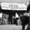 Chained Dog Photo by Drew Carolan outside CBGB in New York