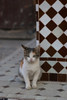 Marrakesh #4 Photo by Agnes Pierscieniak
