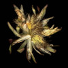 Cactus Blossom Photo by Bob Francis
