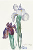 Irises by Sina van Houtent