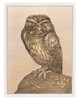 Little Owl On Rock by Theo van Hoytema