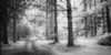 Into the Woods by Benjamin Malay
