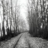 Looking Back by  Benjamin Malay