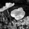 Jardin 10936 | Fine Art Photo | Botanical | Amie Mack
