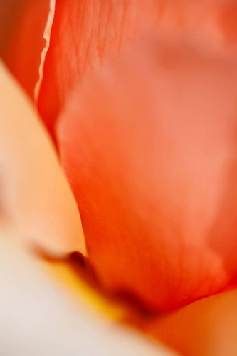 Huntington 8 by Florence Delva