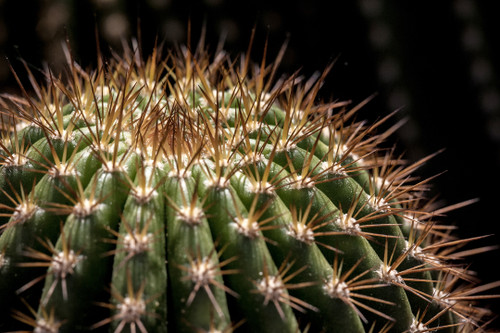 Chiaroscuro Cacti  6339 by Anthony deSantos | Botanical Photograph
