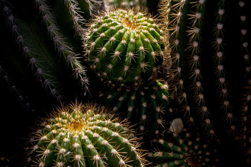 Chiaroscuro Cacti 6374 by Anthony deSantos | Botanical Photograph
