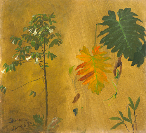 Botanical Study, Jamaica Print by Frederic Edwin Church