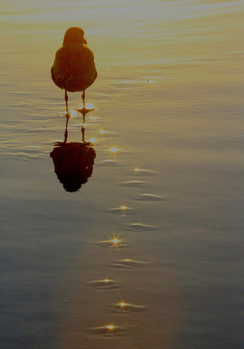 Little Bird Photo by Sara Lamp