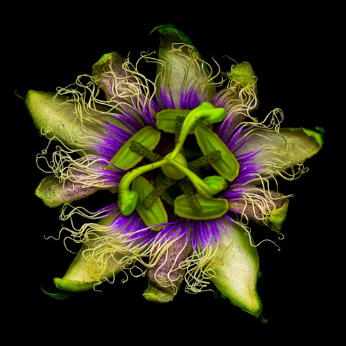 Passion #1 Photo by Bob Francis