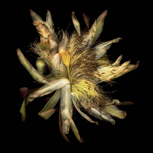 Cactus Blossom Photo by Bob Francis