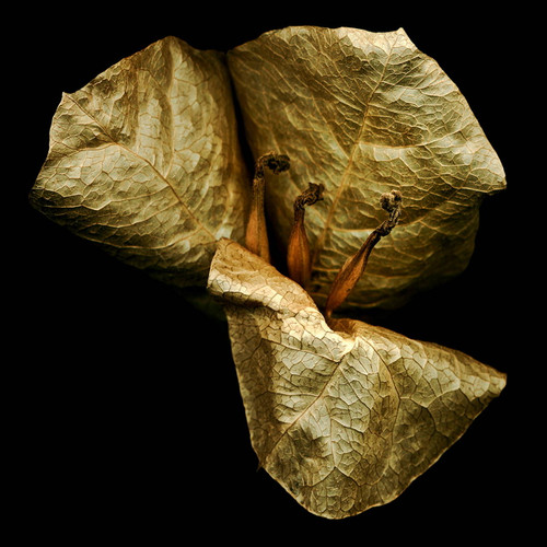 Bogie #5 Photo by Bob Francis