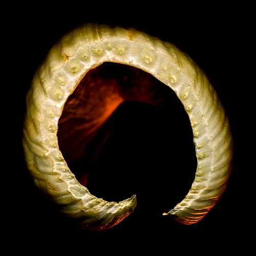 Fennel #6 Photo by Bob Francis