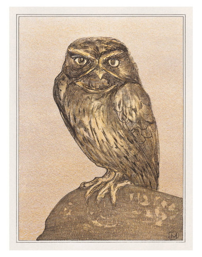 Little Owl On Rock by Theo van Hoytema