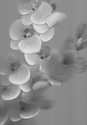 Silk Flowers #5 by Amie Mack