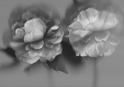Silk Flowers #8 by Amie Mack