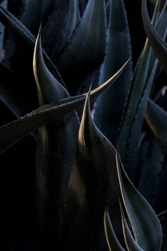 Chiaroscuro Cacti 6339 Photo by Anthony De Santis
