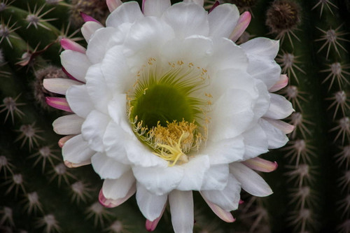 Chiaroscuro Cacti 1909 Photo by Anthony De Santis