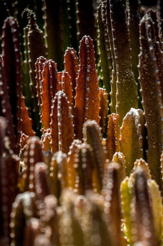 Chiaroscuro Cacti 7043 Photo by Anthony De Santis