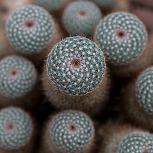 Chiaroscuro Cacti 9671 Photo by Anthony De Santis