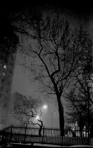 Steiglitz Tree, 1982 Photo by Drew Carolan