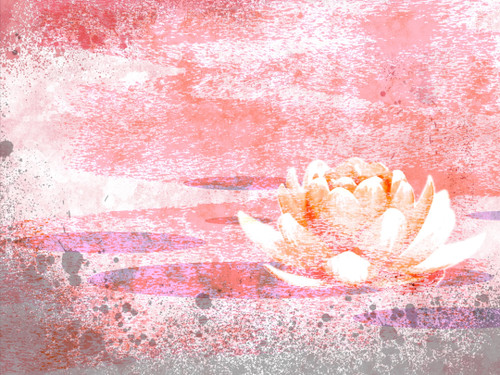 Pink Lotus by Marcel 'SEL' Marco