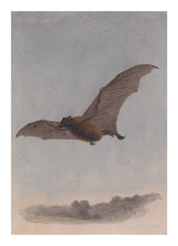 Study of a Vampire Bat