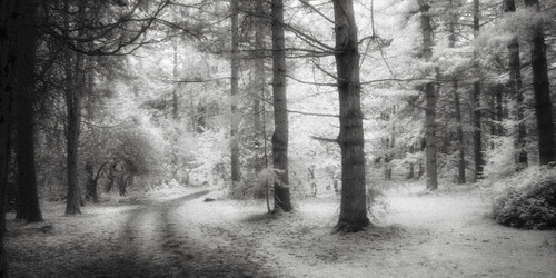 Into the Woods by Benjamin Malay