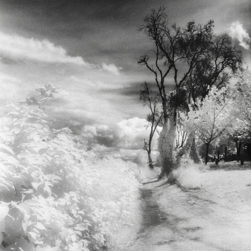 Lake Washington Blvd. 1 by Benjamin Malay