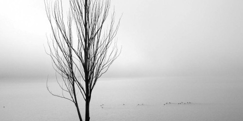 Eighteen Birds by Benjamin Malay