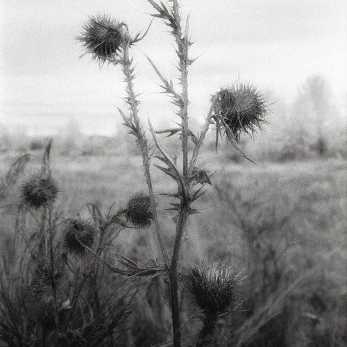 Autumn\'s Bite by  Benjamin Malay