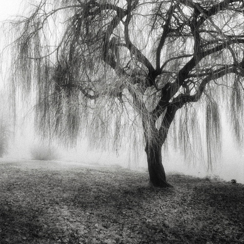 Seward Park by  Benjamin Malay