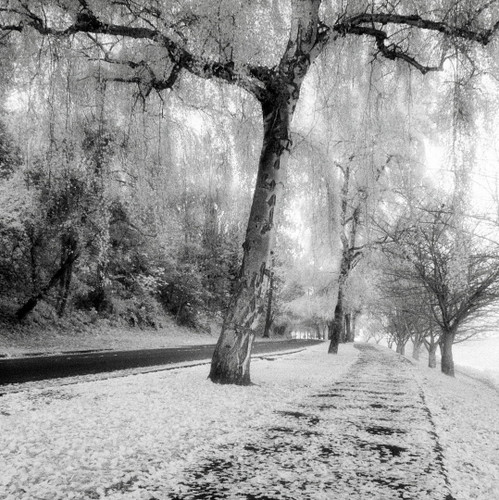 Lake Washington Blvd. 3 by  Benjamin Malay