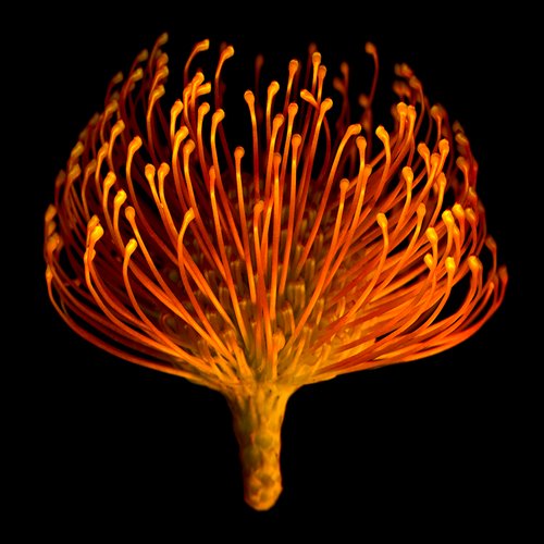 Protea #1 | Botanical Fine Art Photo | Limited Edition Print | Bob Francis