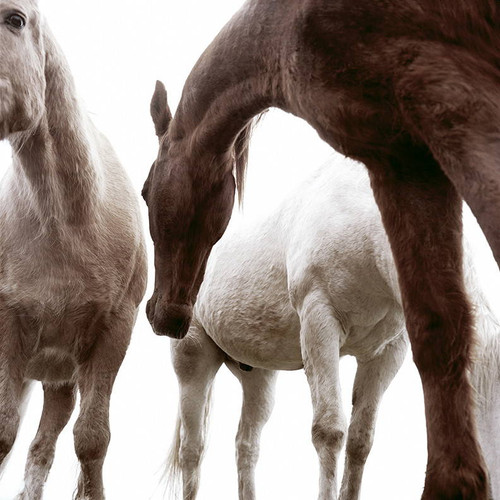 Three Horses Photo by Phillip Graybill