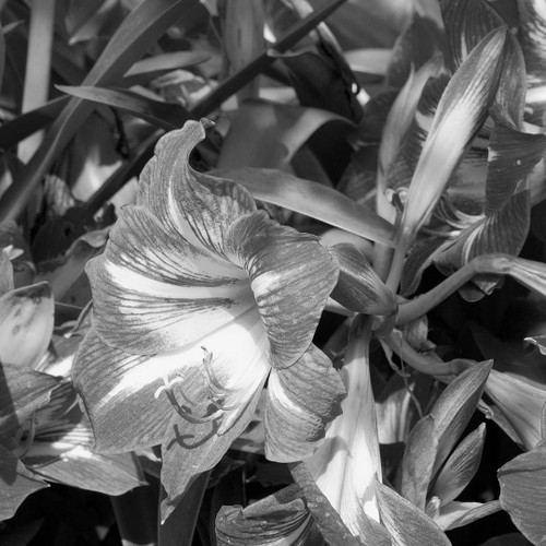 Jardin 1113 | Fine Art Photo | Botanical | Amie Mack