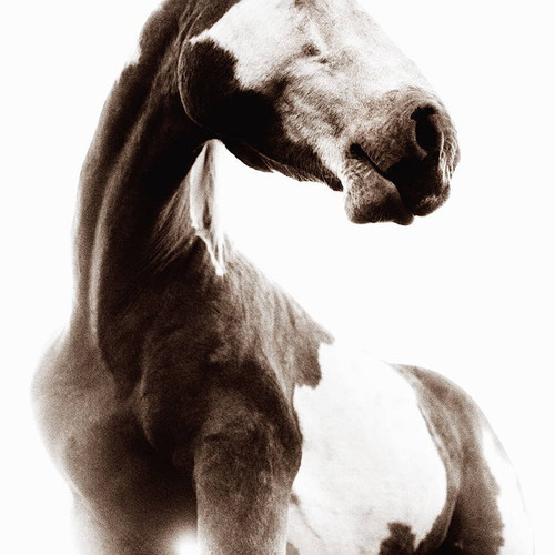 Sosa | Horse Photo | Limited Edition  | Phillip Graybill