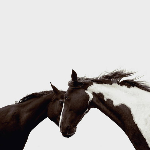 Raleigh | Horse Photography | Limited Edition | Phillip-Graybill